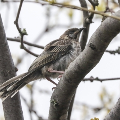 Anthochaera carunculata (Red Wattlebird) at Hawker, ACT - 2 Oct 2021 by AlisonMilton