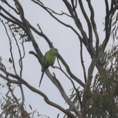 Polytelis swainsonii (Superb Parrot) - 1 Jan 1900 by AlisonMilton