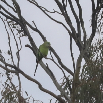 Polytelis swainsonii (Superb Parrot) - 1 Jan 1900 by AlisonMilton