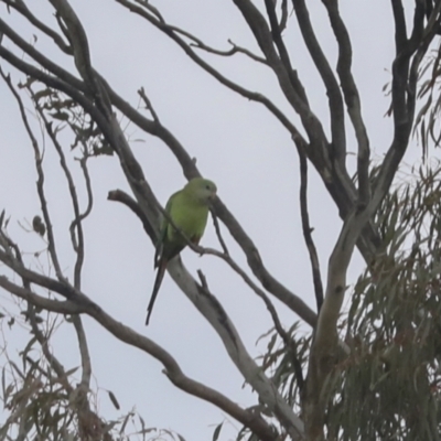 Polytelis swainsonii (Superb Parrot) at Hawker, ACT - 2 Oct 2021 by AlisonMilton