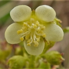 Gynatrix pulchella (Hemp Bush) at Booth, ACT - 3 Oct 2021 by JohnBundock