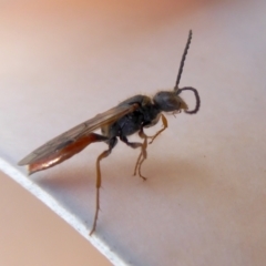 Tachynomyia sp. (genus) (A flower wasp) at Rugosa - 3 Oct 2021 by SenexRugosus