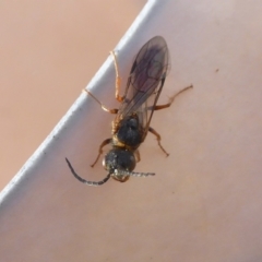 Tachynomyia sp. (genus) at Yass River, NSW - 3 Oct 2021