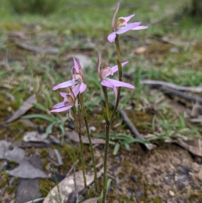 Caladenia sp. (A Caladenia) at Currawang, NSW - 3 Oct 2021 by camcols