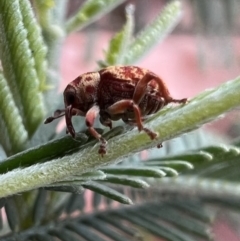 Lybaeba metasternalis (Weevil) at Murrumbateman, NSW - 3 Oct 2021 by SimoneC