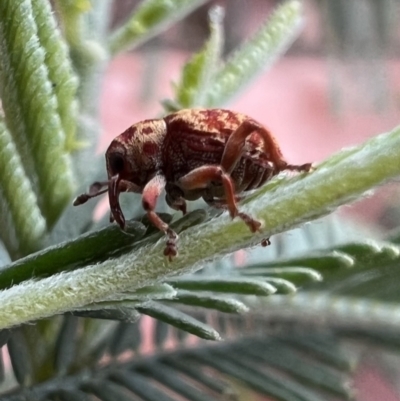 Lybaeba metasternalis (Weevil) at Murrumbateman, NSW - 3 Oct 2021 by SimoneC