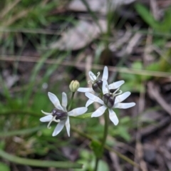 Wurmbea dioica subsp. dioica (Early Nancy) at Talmalmo, NSW - 2 Oct 2021 by Darcy