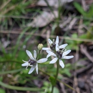 Wurmbea dioica subsp. dioica at Talmalmo, NSW - 2 Oct 2021