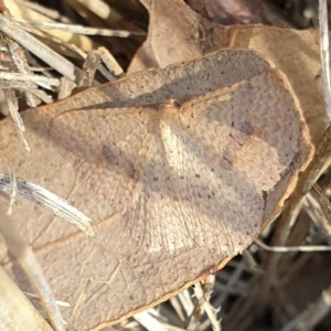 Epicyme rubropunctaria at Cook, ACT - 1 Sep 2021 09:49 AM