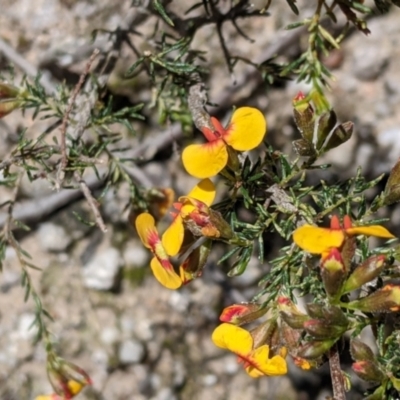 Dillwynia sericea (Egg And Bacon Peas) at Woomargama National Park - 2 Oct 2021 by Darcy