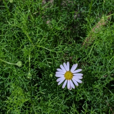 Brachyscome multifida (Cut-leaf Daisy) at Woomargama National Park - 2 Oct 2021 by Darcy