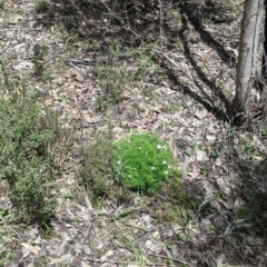 Brachyscome multifida at Woomargama, NSW - 2 Oct 2021