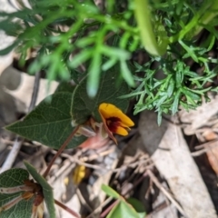 Platylobium formosum (Handsome Flat Pea) at Woomargama, NSW - 2 Oct 2021 by Darcy