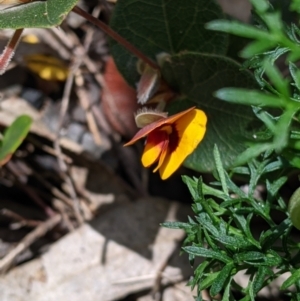 Platylobium formosum at Woomargama, NSW - 2 Oct 2021