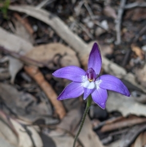 Glossodia major at Talmalmo, NSW - 2 Oct 2021