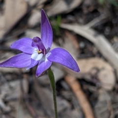 Glossodia major at Talmalmo, NSW - 2 Oct 2021