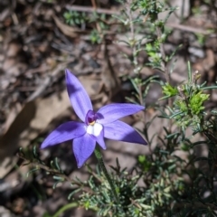 Glossodia major (Wax Lip Orchid) at Talmalmo, NSW - 2 Oct 2021 by Darcy