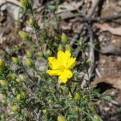 Hibbertia riparia (Erect Guinea-flower) at Talmalmo, NSW - 2 Oct 2021 by Darcy