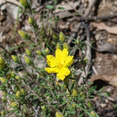 Hibbertia riparia (Erect Guinea-flower) at Woomargama National Park - 2 Oct 2021 by Darcy