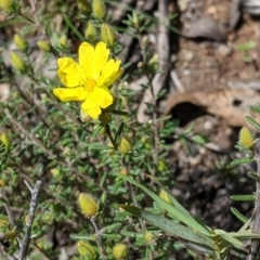 Hibbertia riparia at Talmalmo, NSW - 2 Oct 2021