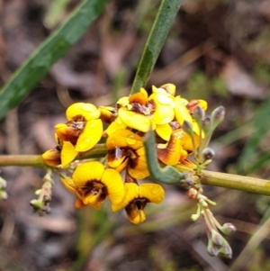 Daviesia mimosoides subsp. mimosoides at Cook, ACT - 30 Sep 2021