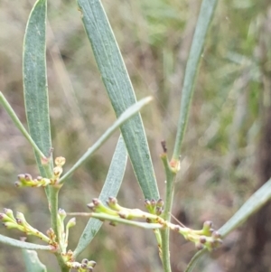 Daviesia mimosoides subsp. mimosoides at Cook, ACT - 30 Sep 2021