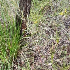 Daviesia mimosoides subsp. mimosoides at Cook, ACT - 30 Sep 2021