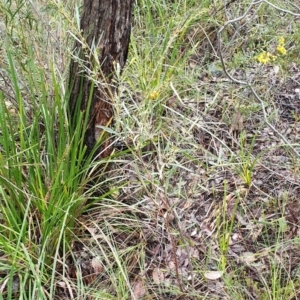 Daviesia mimosoides subsp. mimosoides at Cook, ACT - 30 Sep 2021