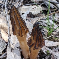 Unidentified Cap conical/spherical & deeply pitted  [morels] at Talmalmo, NSW - 2 Oct 2021 by Darcy