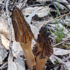 Morchella elata group at Talmalmo, NSW - 2 Oct 2021 by Darcy