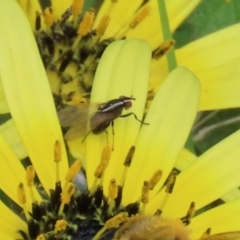 Poecilohetaerus sp. (genus) (Lauxaniid fly) at Monash, ACT - 3 Oct 2021 by RodDeb