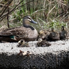 Anas superciliosa (Pacific Black Duck) at Tuggeranong Creek to Monash Grassland - 3 Oct 2021 by RodDeb