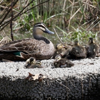 Anas superciliosa (Pacific Black Duck) at Tuggeranong Creek to Monash Grassland - 3 Oct 2021 by RodDeb