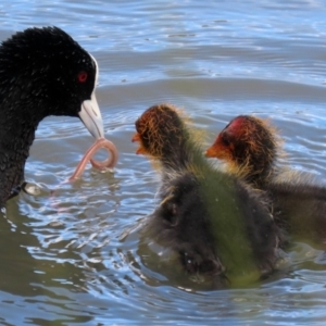 Fulica atra at Monash, ACT - 3 Oct 2021