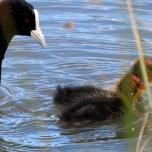 Fulica atra at Monash, ACT - 3 Oct 2021