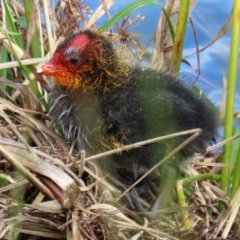 Fulica atra at Monash, ACT - 3 Oct 2021