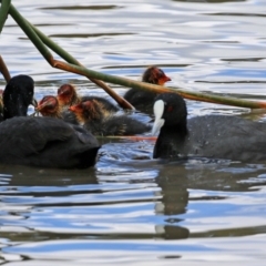 Fulica atra at Monash, ACT - 3 Oct 2021