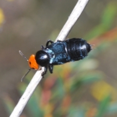 Creophilus erythrocephalus (Devil's coach horse, Rove beetle) at Aranda Bushland - 3 Oct 2021 by Harrisi