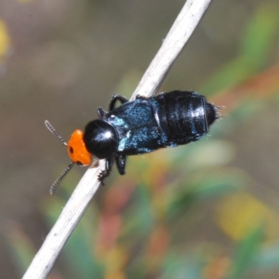 Creophilus erythrocephalus (Devil's coach horse, Rove beetle) at Cook, ACT - 3 Oct 2021 by Harrisi