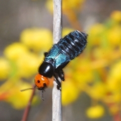 Creophilus erythrocephalus at Cook, ACT - 3 Oct 2021