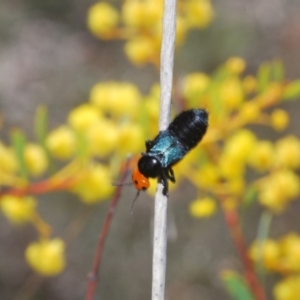 Creophilus erythrocephalus at Cook, ACT - 3 Oct 2021