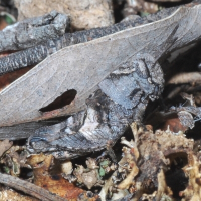 Acrididae sp. (family) (Unidentified Grasshopper) at O'Connor, ACT - 3 Oct 2021 by Harrisi