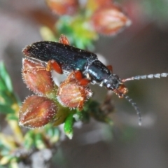 Lepturidea punctulaticollis (Red-legged comb-clawed beetle) at O'Connor, ACT - 3 Oct 2021 by Harrisi
