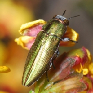 Melobasis propinqua at Aranda, ACT - 3 Oct 2021 01:41 PM