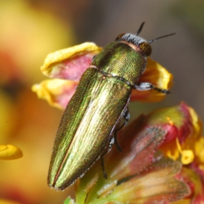 Melobasis propinqua (Propinqua jewel beetle) at Aranda, ACT - 3 Oct 2021 by Harrisi