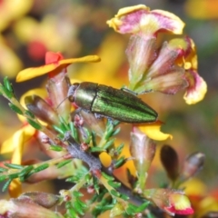 Melobasis propinqua at Aranda, ACT - 3 Oct 2021