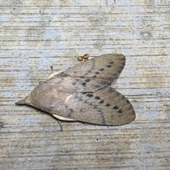 Entometa fervens (Common Gum Snout Moth) at Pialligo, ACT - 4 Oct 2021 by FeralGhostbat