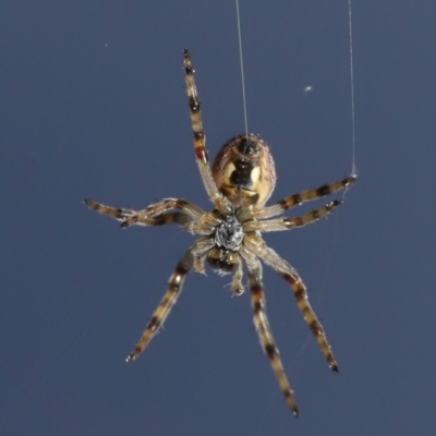 Salsa fuliginata (Sooty Orb-weaver) at Evatt, ACT - 27 Sep 2021 by TimL