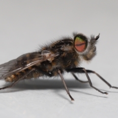 Tabanidae (family) at Evatt, ACT - 28 Sep 2021