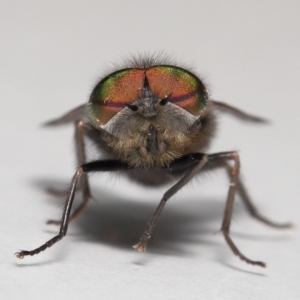 Tabanidae (family) at Evatt, ACT - 28 Sep 2021 01:02 PM